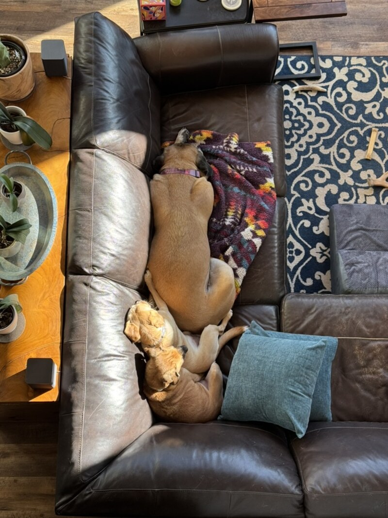 Two of the dogs snuggled together on the leather couch, seen from above