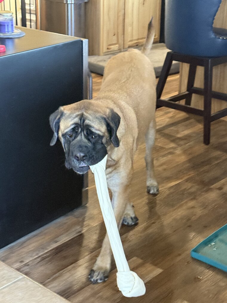 A young Freya proudly carrying a very large bone
