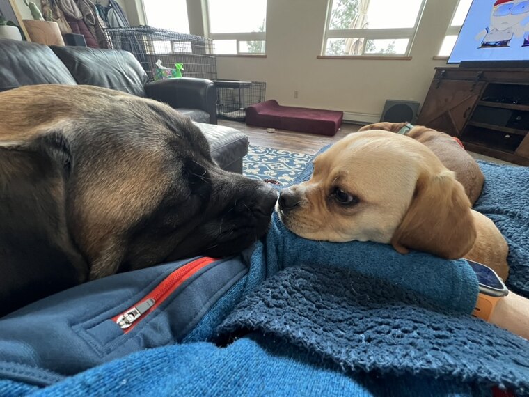 Freya gently touches noses with Thor