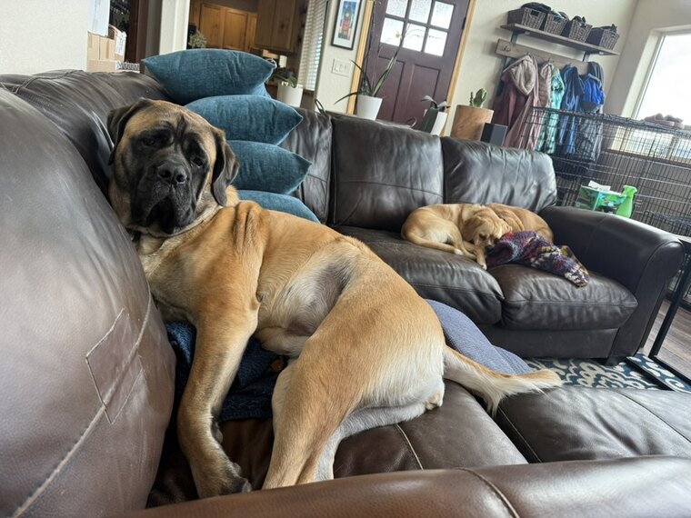 Freya sprawled on the couch beside a sleeping puppy