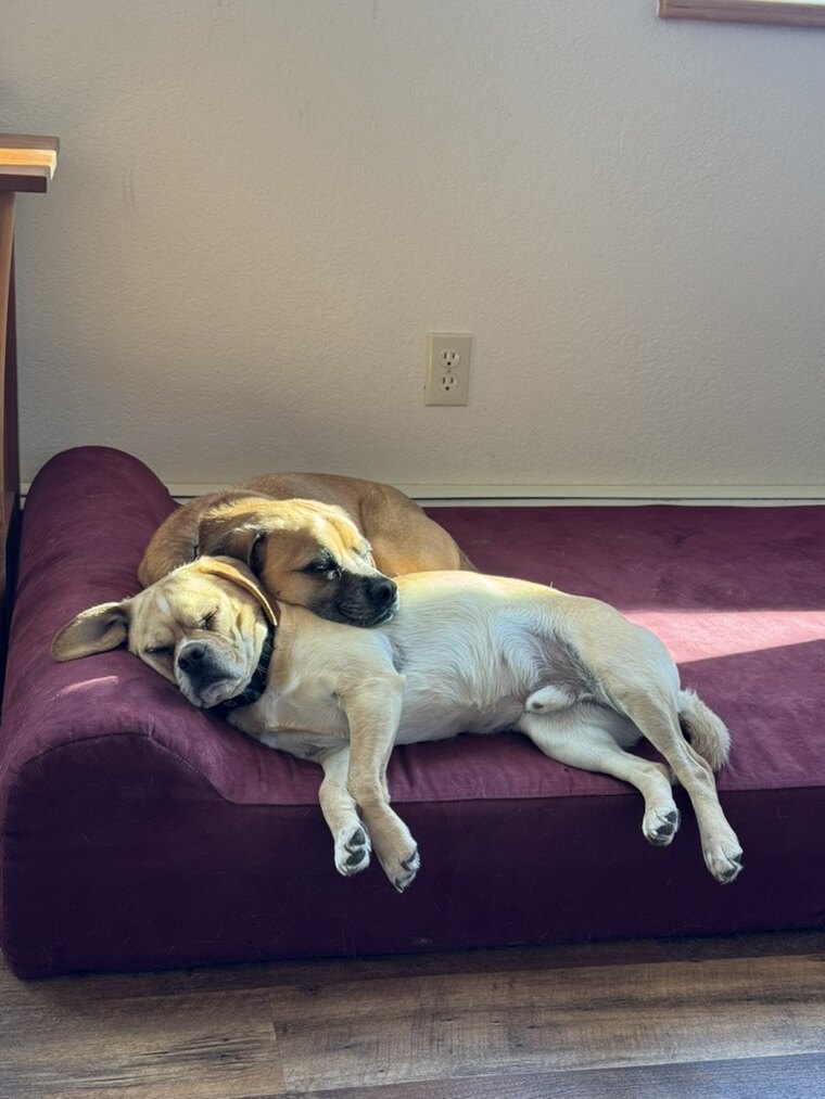 Loki curled protectively over Thor on a dog bed