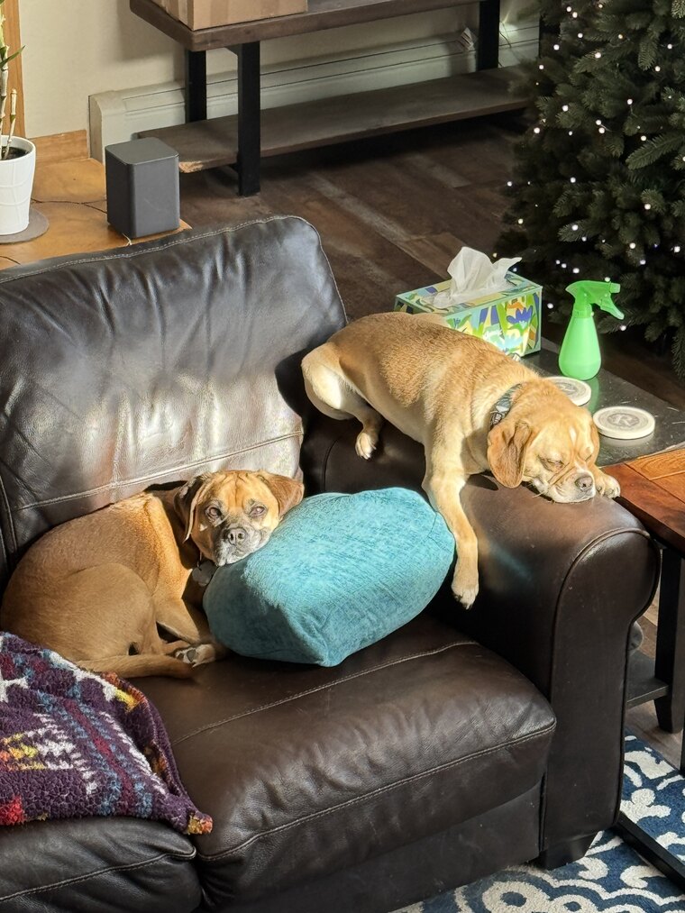 Two of the dogs cuddled up together by the tree
