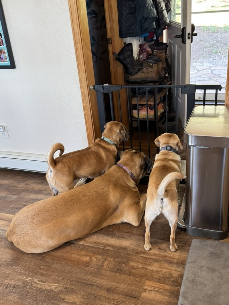 The three dogs waiting together at the back door