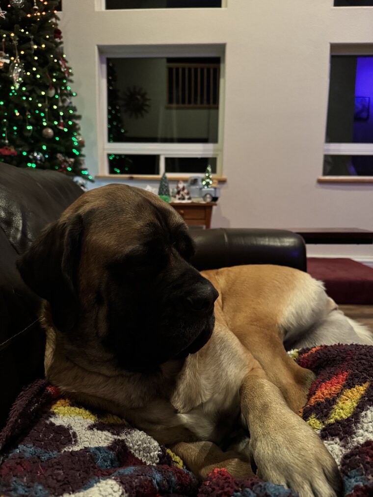 Freya sitting regally by the Christmas tree