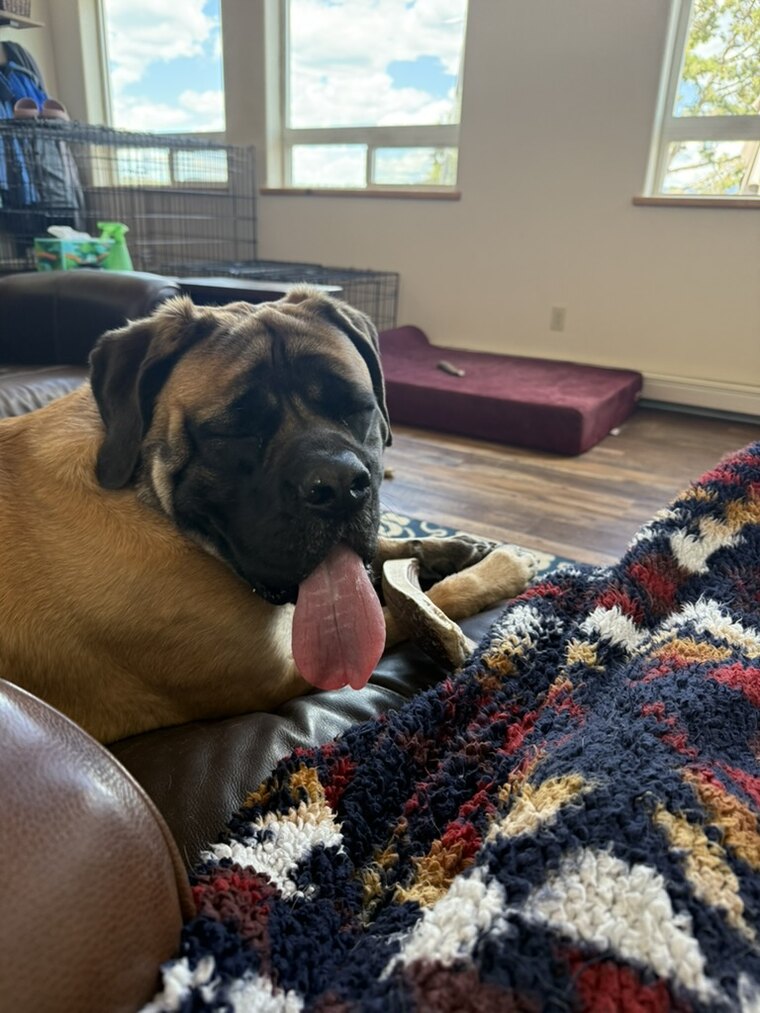 Freya with a big goofy tongue-out grin