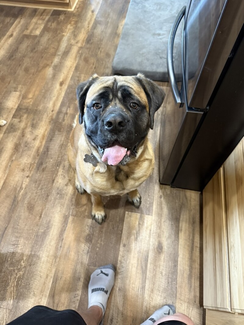 Freya sitting on the kitchen floor looking up hopefully