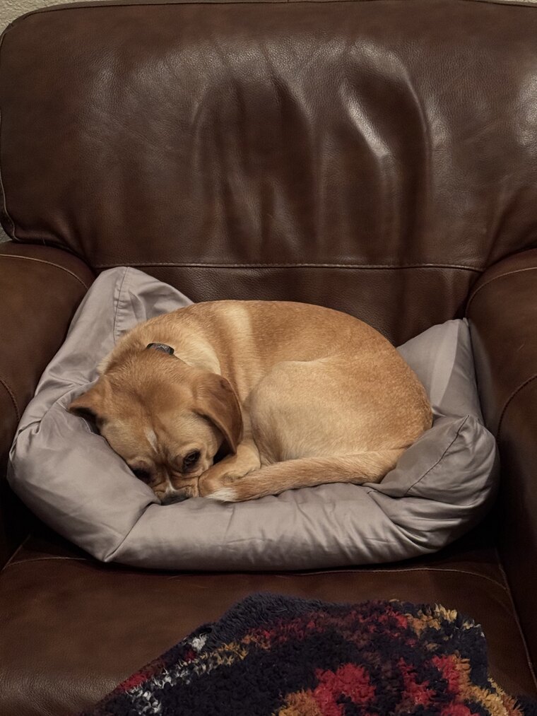 Thor curled up asleep on a cushion