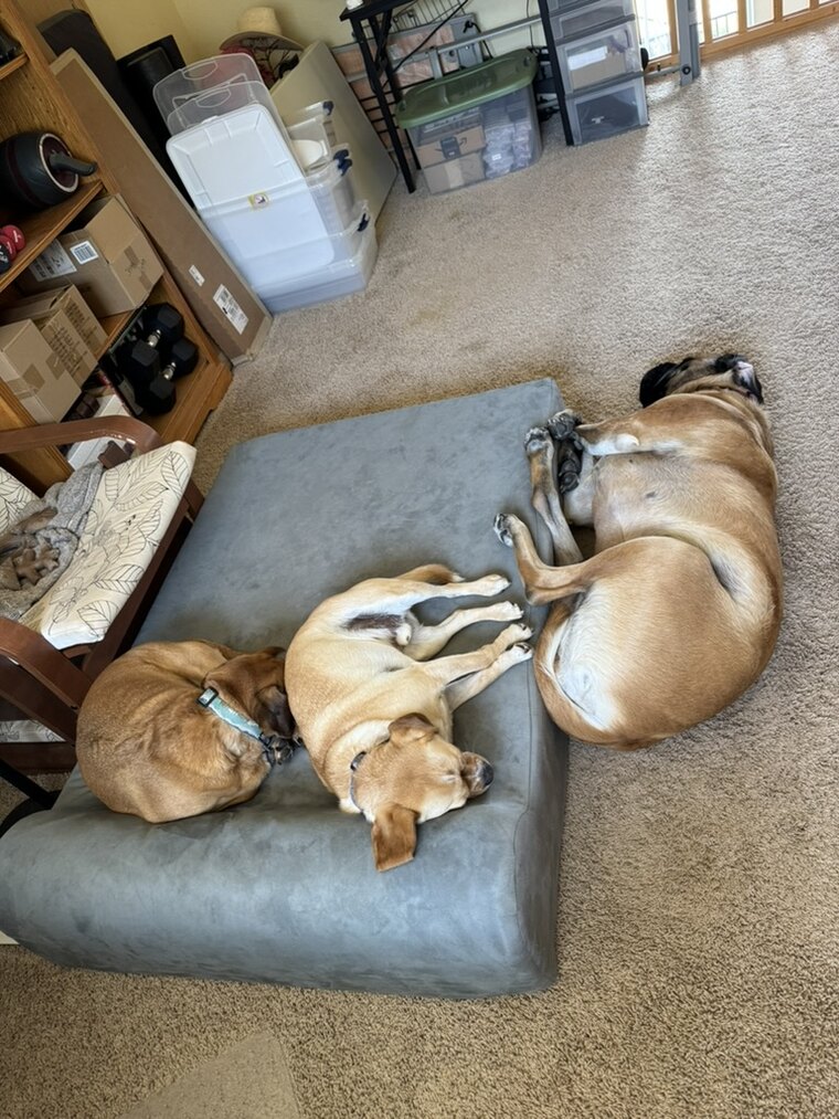 All three dogs napping together in a pile