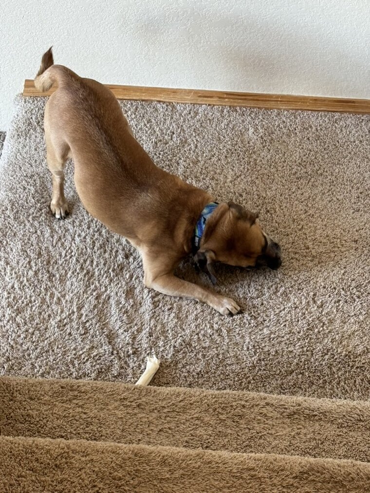 Loki mid play-bow, ready to romp