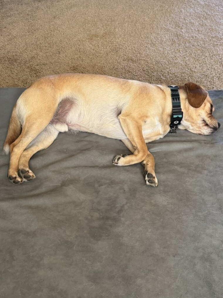 Thor fast asleep and sprawled out