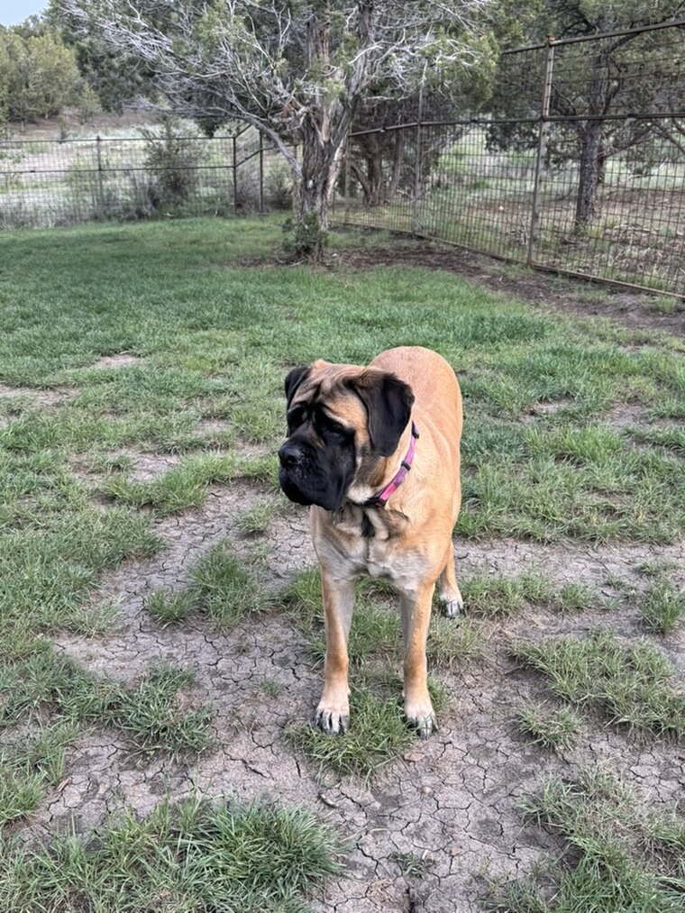 Freya standing tall and alert in the yard