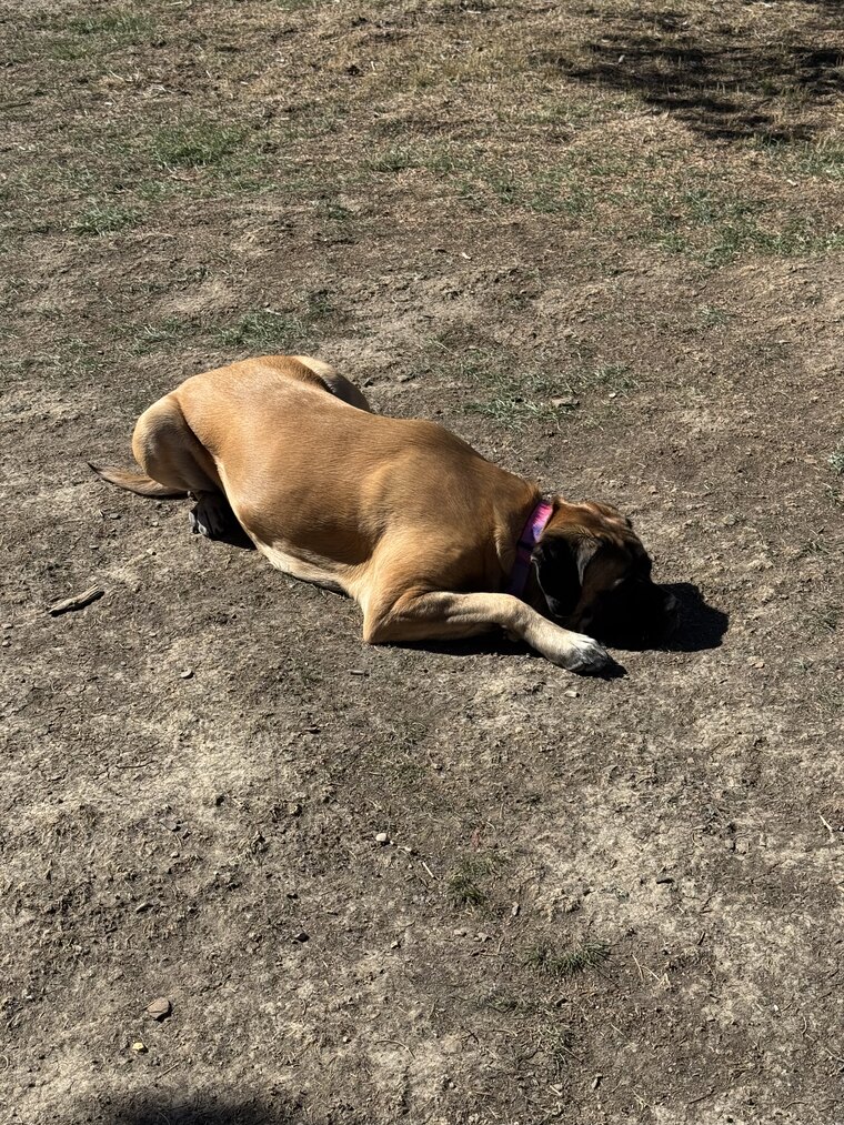 Freya sunbathing out in the yard