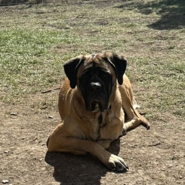 Freya, an English Mastiff