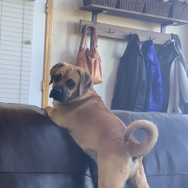Loki, a senior puggle