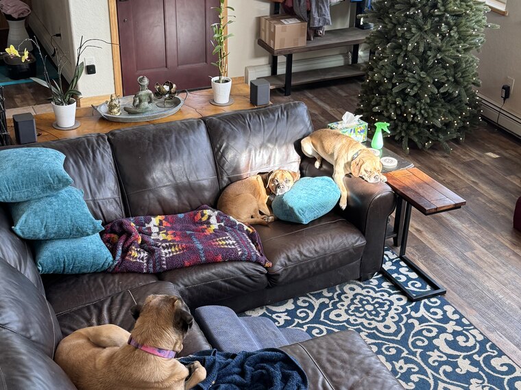The dogs gathered on the sectional by the Christmas tree