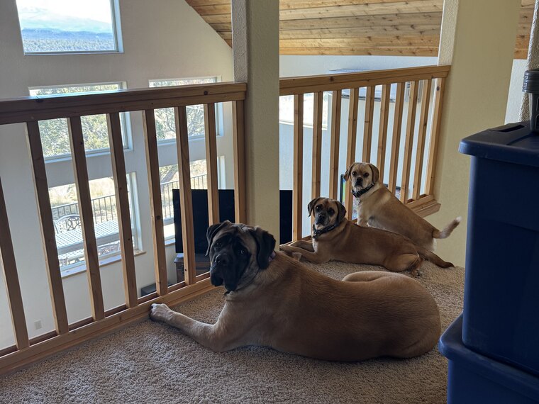 Two of the dogs on a bed in the sunny upstairs loft