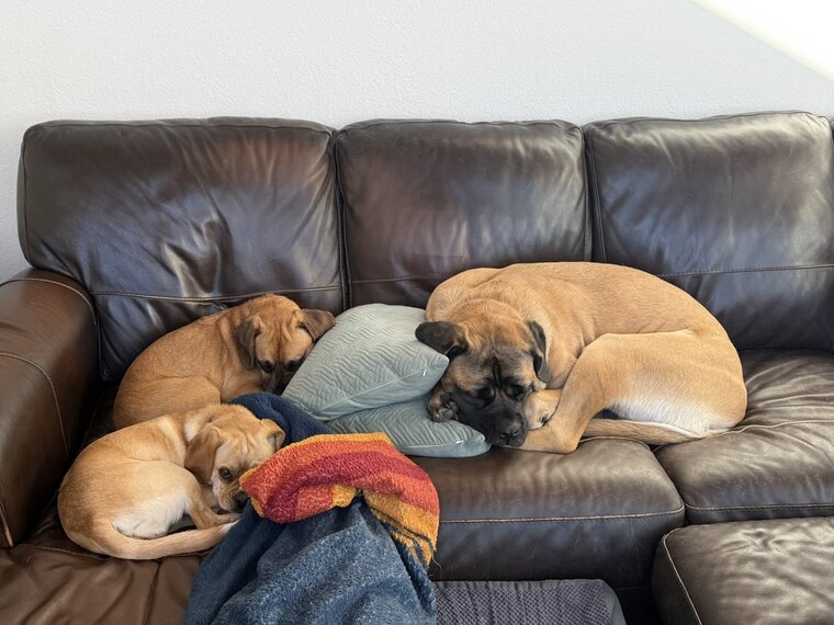 Loki, Thor and Freya together on the couch