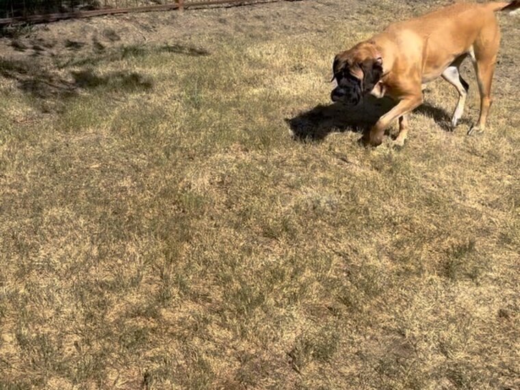 Freya field-testing out in the yard with a friend