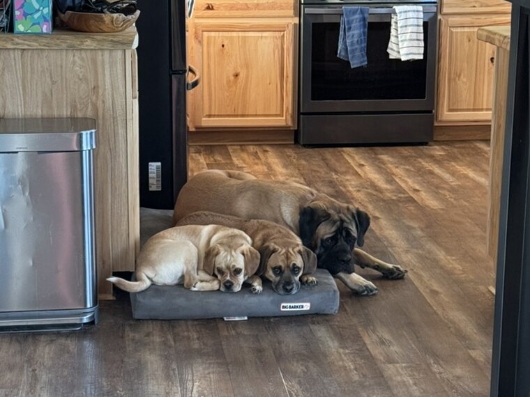 Two of the dogs resting in the kitchen near the food bowls