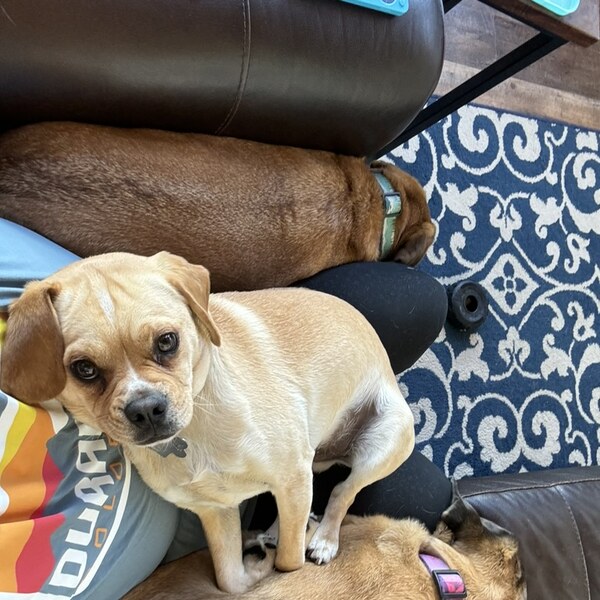 Thor, a puggle
